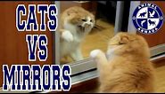 Cats vs Mirrors - cats fighting, dancing and moving to their reflection