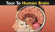 Human Brain: Its parts and functions