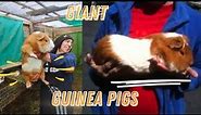 All about Giant Guinea Pigs - Cuy Criollo