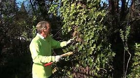 Steve Miesen shows how to remove and kill English Ivy on trees