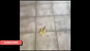 Slipping on a Banana Peel Meme