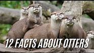 12 Facts About Otters - Are Otters Dangerous Animal?