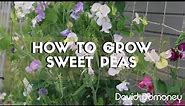 How to grow sweet peas with David Domoney
