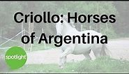 Criollo: Horses of Argentina | practice English with Spotlight