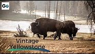 Vintage Yellowstone: The World's First National Park - Full Vintage Documentary