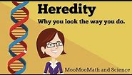 Heredity- Why you look the way you do?
