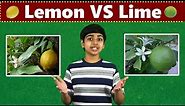 Lemon vs Lime: What’s the difference?