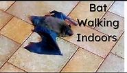 Bat Walking Indoors