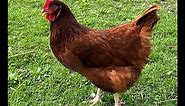 Breed Overview: Rhode Island Red Chicken
