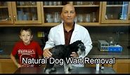 Painless Dog Wart Removal | Easy and Painless Dog Warts (Verruca) Removal at Home