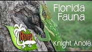 Florida Fauna - The Cuban Knight Anole