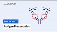 Antigen Presentation: MHC Class I vs. MHC Class II