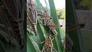 Eastern Lubber Grasshoppers