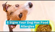 5 Signs of Food Allergies In Dogs
