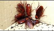 Is a Palmetto Bug Really Just a Cockroach?