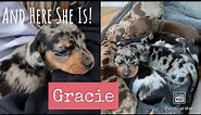 Meet Gracie | A Beautiful Silver Dapple Dachshund Puppy | With Mum And Dad | Dachshund Puppies