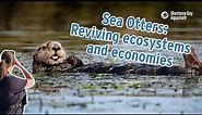 Sea otters: Reviving ecosystems and economies