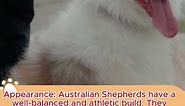 What breed of dog should I get? Australian Shepherd