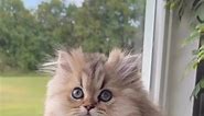 Lady Bug was the cutest baby 😻🐾 #persiancat #persiankitten #kitten #babycat #babykitten | christypawpersians