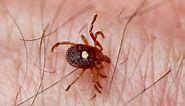 10 Ticks in Georgia: They Can Carry Diseases!