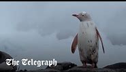 Rare white penguin spotted in Antarctica