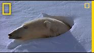 Polar Bear Mom and Cubs | National Geographic