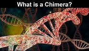 What is a Chimera? What Does Chimera Mean