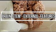 Brain stem - External Features