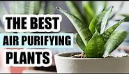 Top 8 Air Purifying Houseplants - Best Indoor Plants