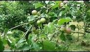 How to quickly increase Crop Production by thinning Apples