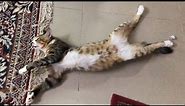 Perfectly Normal Cat Sleeping Position.. | FUNNIEST Cats Naps Ever