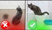 How To “train Your Cat” To Use Your HOUSEHOLD TOILET (Step-By-Step-Guide) NEW #Cattoilettraining