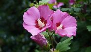 Discover The National Flower of South Korea: Rose of Sharon