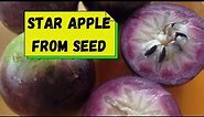 Star Apple From Seed -