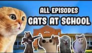 FIRST DAY AT SCHOOL CAT MEME COMPILATION...