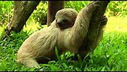 Sloth Pooping