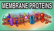 MEMBRANE PROTEINS - Types and Functions