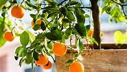 11 Best Fruit Trees to Grow in Containers - Urban Garden Gal