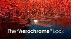 The BEST Infrared Filter IR CHROME | Digital Aerochrome
