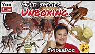 MULTI SPECIES UNBOXING! Gagambang Samon, Garapitik, Kuryente, Ekis, Camel, Tungkuan at Derby Spiders