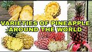 VARIETIES OF PINEAPPLE AROUND THE WORLD || #Pineapple #IndayLynne