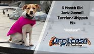 JACK RUSSELL TERRIER/WHIPPET MIX/DOG TRAINING
