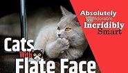 Cats With Flat Faces – 10 Cat Breeds & Facts