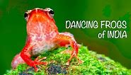 DANCING FROGS of INDIA