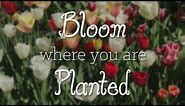 What does "Bloom Where You Are Planted" Mean to You?