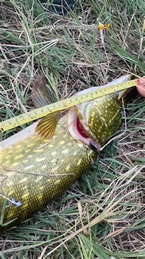 The biggest fish I've ever caught, and in the wild!🏆🤩 #fishing #fish #fishingvideo #angling #vlog