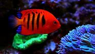 15 Most Beautiful Fish in the World (You Can Keep In Your Aquarium)