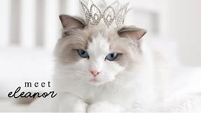 Meet Eleanor, the Cuddliest Blue Bicolor Ragdoll Kitten | Caroline, Penelope & Nora the Ragdoll Cats