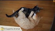 Divertidos gatos peleando como locos - funny cats fighting