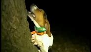 Dog screaming near a tree like a human meme